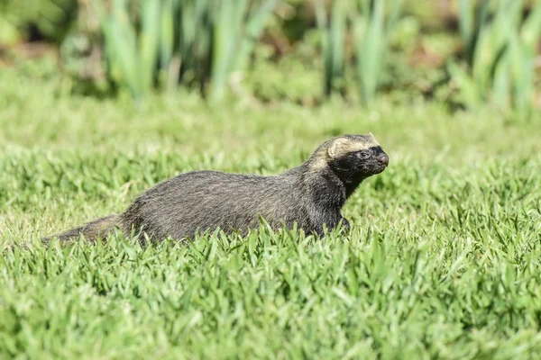 Little Grison Pampas Patagonië Argentinië — Stockfoto