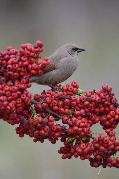 Baía Alada Cowbird Sobre Bagas Vermelhas Patagônia Argentina — Fotografia de Stock