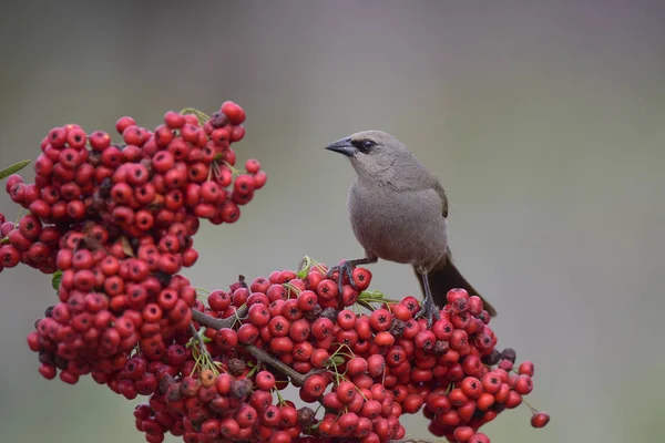 Baía Alada Cowbird Sobre Bagas Vermelhas Patagônia Argentina — Fotografia de Stock