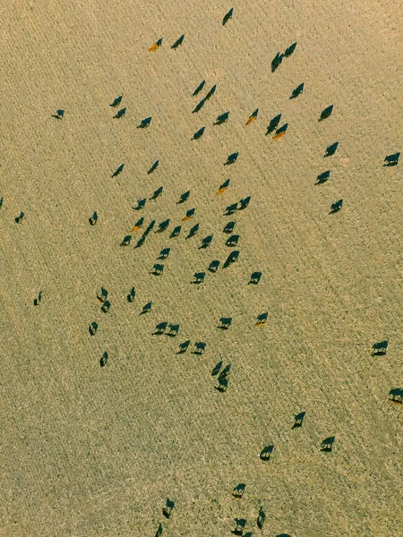 Vista Aérea Vacas Buenos Aires Argentina —  Fotos de Stock