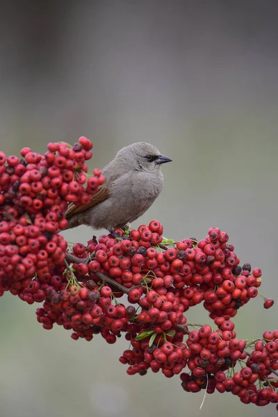 Roter Geflügelter Kuhvogel Über Roten Beeren Patagonia Argentina — Stockfoto