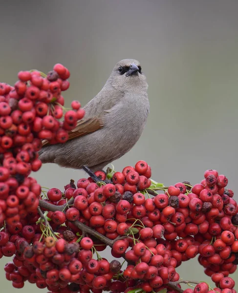 Baía Alada Cowbird Sobre Bagas Vermelhas Patagônia Argentina — Fotografia de Stock