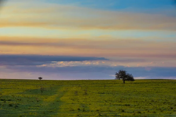在阿根廷巴塔哥尼亚的潘帕斯平原上的孤独的树 — 图库照片