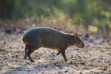 Azara'nın aguti, Dasyprocta azarae, Pantanal, Brezilya 