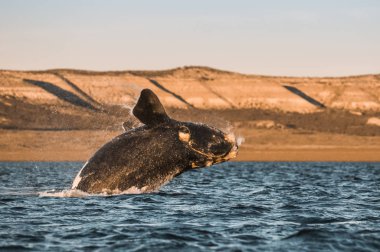 Balina Yarımadası Valdes, Patagonia, Arjantin atlama