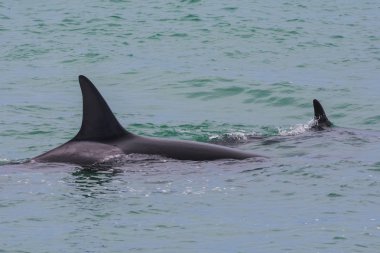 Orcas Patagonia, yarımada Valdes avcılık