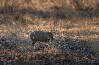 Azara'nın aguti, Dasyprocta azarae, Pantanal, Brezilya 