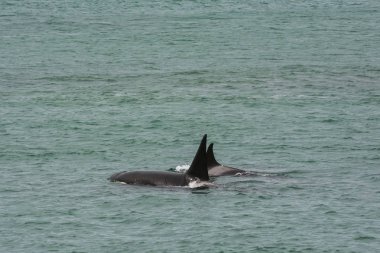 Orcas Patagonia, yarımada Valdes avcılık