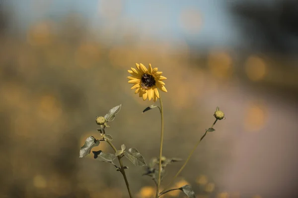 Divoké Květiny Pampa Patagonia Argentina — Stock fotografie