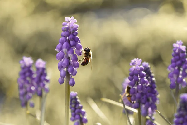 Abejas Con Flores Patagonia Argentina —  Fotos de Stock