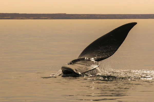 パタゴニア アルゼンチンのバルデス半島のクジラ尾 — ストック写真