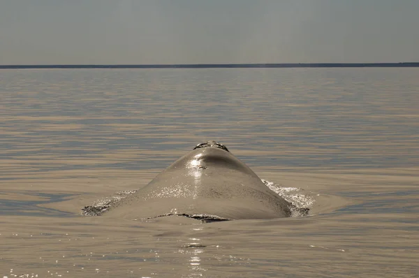 Respiration Des Baleines Péninsule Valdes Patagonie Argentine — Photo