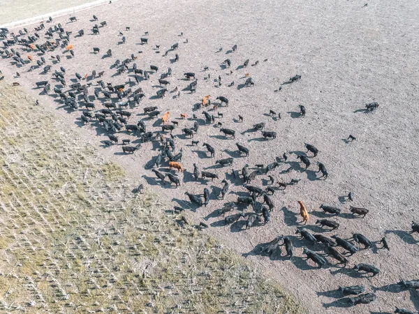 Aerial View Cows Natural Grass Buenos Aires Argentina — Stock Photo, Image