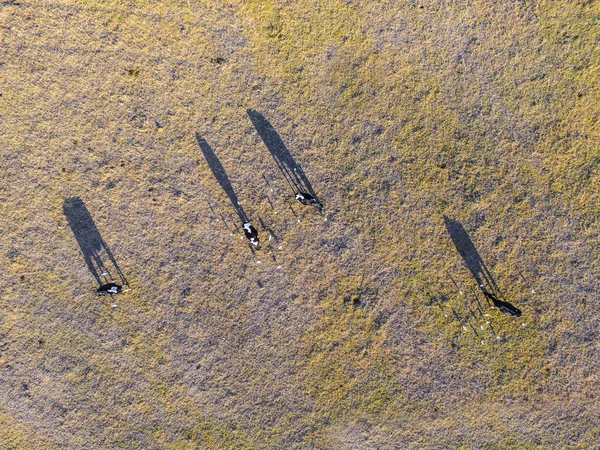 Tehenek Vidéken Pampa Patagonia Argentína — Stock Fotó