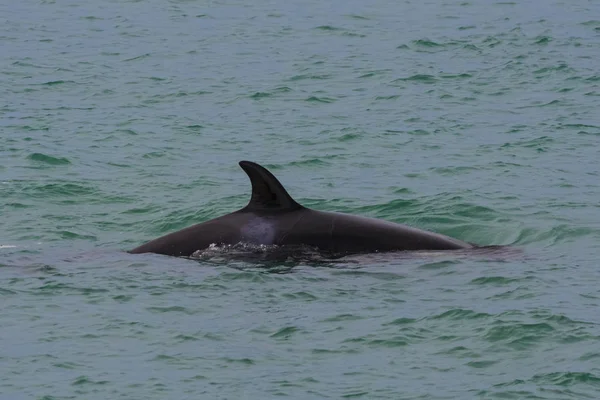 Orca Avcılık Patagonya Valdes Yarımadası — Stok fotoğraf