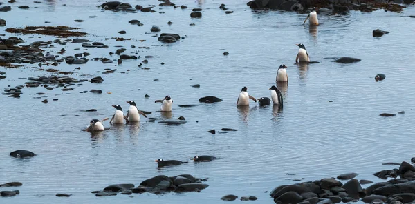 Gentoo Pingviner Stranden Antarktis — Stockfoto