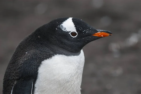 Gentoo Penguin Playa Antártida — Foto de Stock