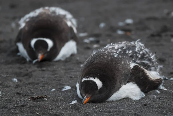 Gentoo Penguenleri Antarktika Nın Plajda — Stok fotoğraf