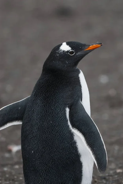 南極のビーチでの Gentoo ペンギン — ストック写真