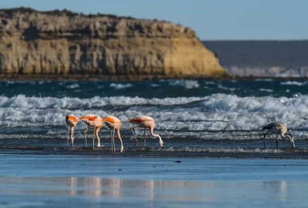 Flamingos Ernähren Sich Strand Halbinsel Valdes Patagonien Argent — Stockfoto