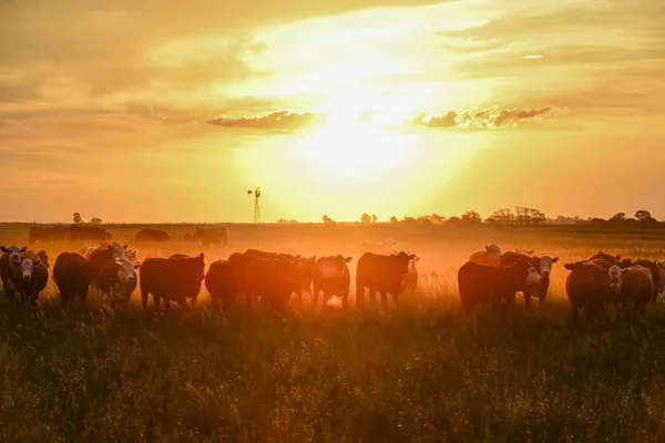农村奶牛 潘帕斯 巴塔哥尼亚 阿根廷 — 图库照片