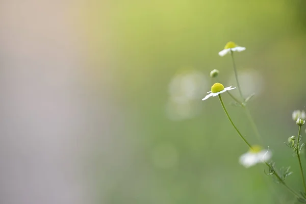 Wild Flowers Pampa Patagonia Argentina — Stock Photo, Image