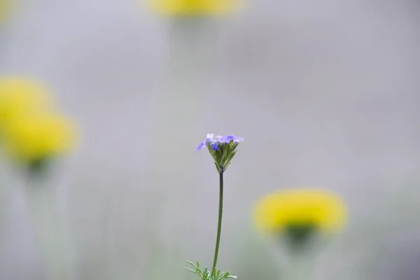 阿根廷巴塔哥尼亚拉潘帕的野花 — 图库照片