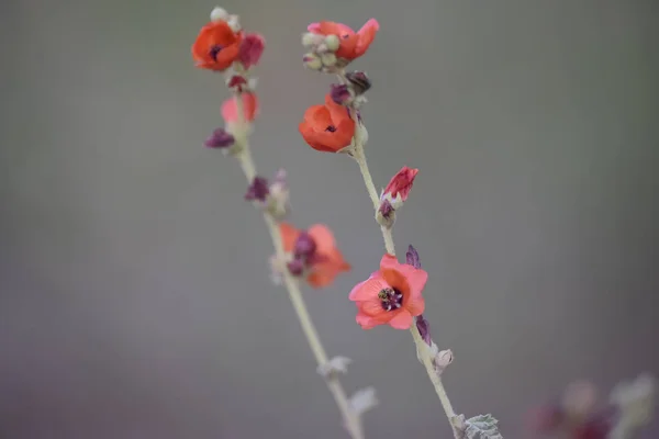 Wild Flowers Pampa Patagonia Argentina — Stock Photo, Image