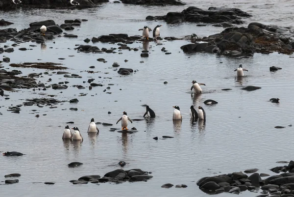 Pinguins Gentoo Praia Antártida — Fotografia de Stock