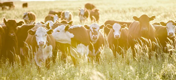 Grupo Vacas Mirando Cámara Pampa Argentina —  Fotos de Stock