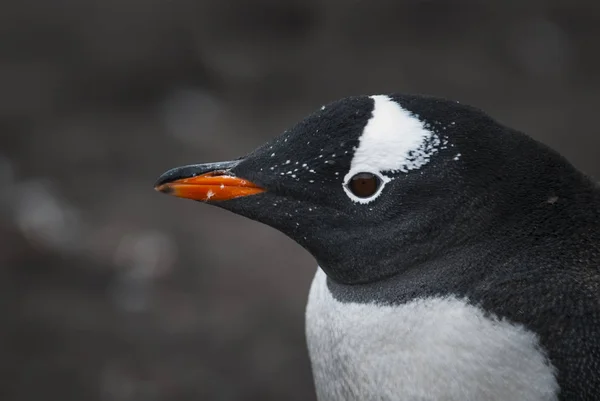 Pingouin Gentoo Sur Plage Antarctique — Photo