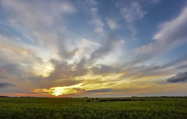 Tehenek Vidéken Pampa Patagonia Argentína — Stock Fotó