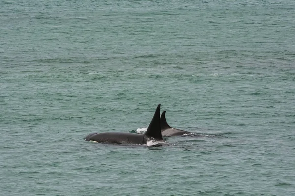 Orcas Polowanie Patagonii Półwyspie Valdes — Zdjęcie stockowe