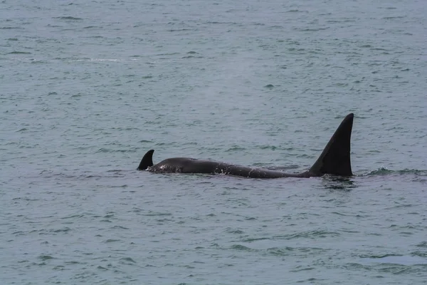 Caça Orca Patagônia Península Valdes — Fotografia de Stock