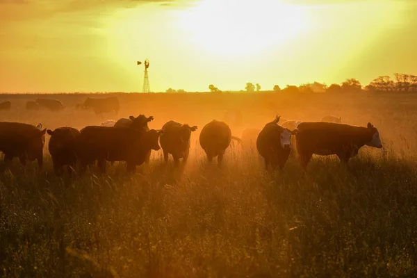 Vacas Campo Pampa Patagonia Argentina — Foto de Stock