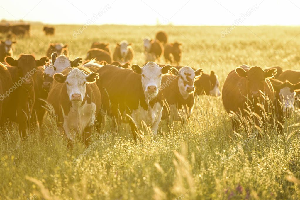 Cows in countryside, Pampas, Patagonia, Argentina