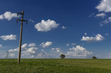 La pampa ilinin tipik ağaçlar