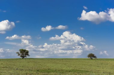 La pampa ilinin tipik ağaçlar
