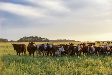 Grup inek arıyorum kameraya, Pampa, Argentina
