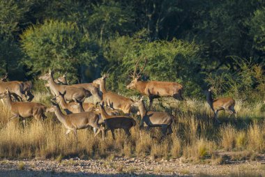 Parque Luro Doğa Koruma Alanı 'nda kırmızı geyik, La Pampa, Arjantin 