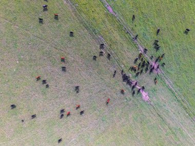 İnekler havadan görünümü alanında, Pampa, Argentina
