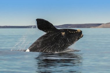 Balina Yarımadası Valdes, Patagonia, Arjantin atlama