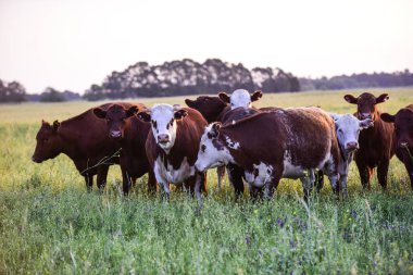 Grup inek arıyorum kameraya, Pampa, Argentina