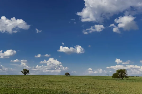 Typiska Träd Provinsen Pampa — Stockfoto