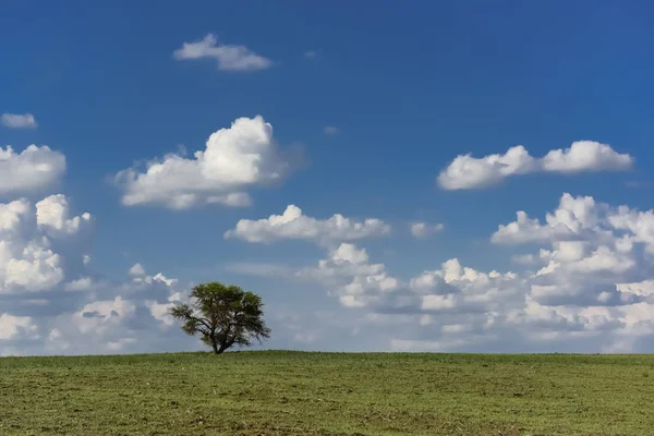 Typiska Träd Provinsen Pampa — Stockfoto