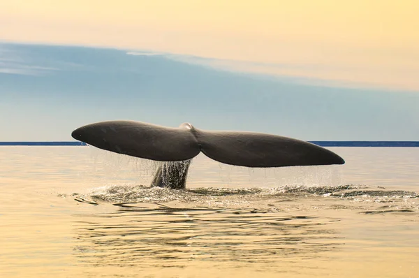 Caudal fin of Whale at Peninsula Valdes, Puerto Madryn, Patagonia