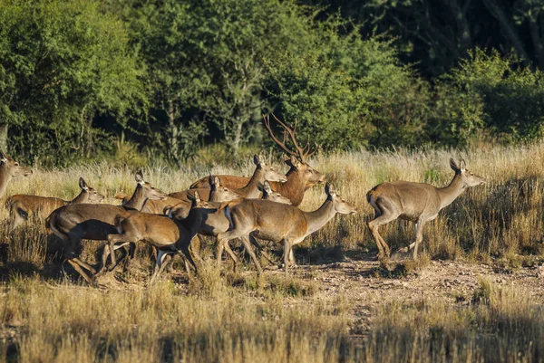 Red Deer Parque Luro Nature Reserve Pampa Argentina — Stock Photo, Image