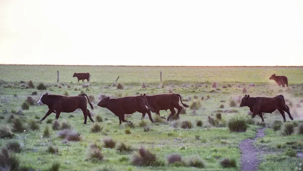 Býci Přírodní Trávě Argentina — Stock fotografie