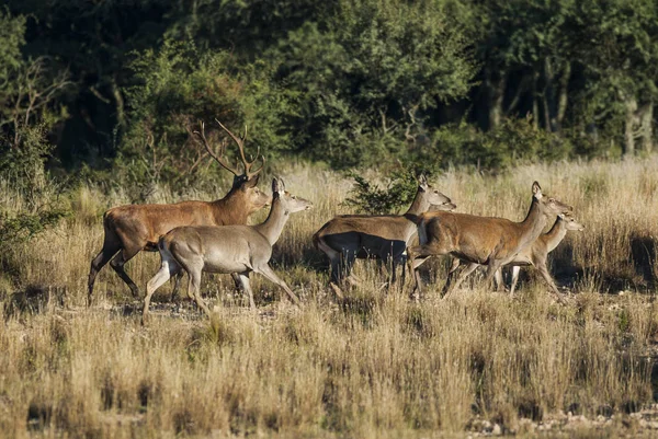 Parque Luro Doğa Koruma Alanı Nda Kırmızı Geyik Pampa Arjantin — Stok fotoğraf