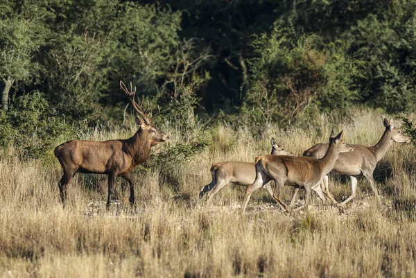 阿根廷La Pampa Parque Luro自然保护区的红鹿 — 图库照片